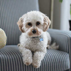 Dog on sofa